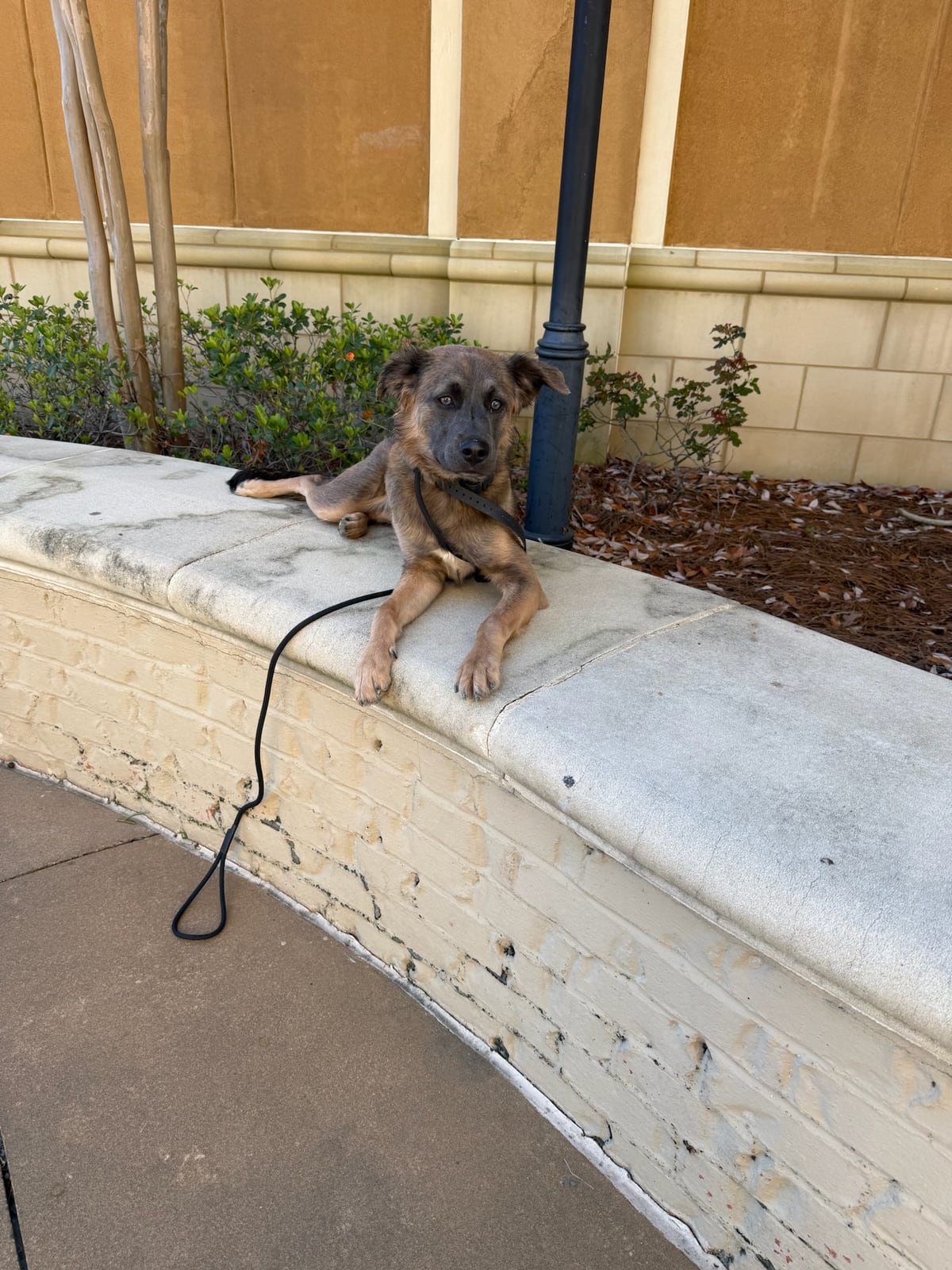 A dog lying on a stone ledge with a leash during an outing